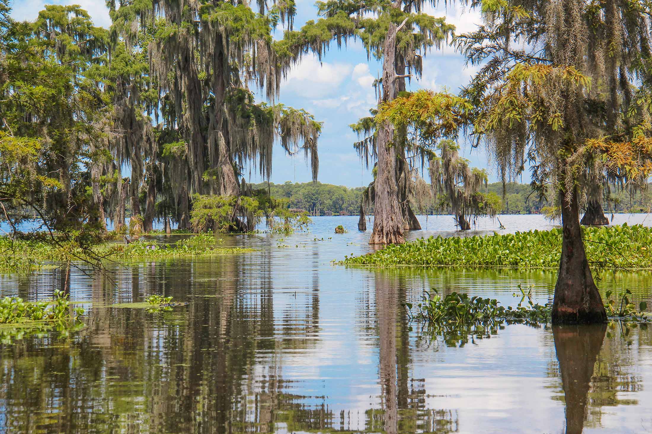 Bayou with cypress trees